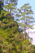 Pinus roxburghii – Chir-Kiefer