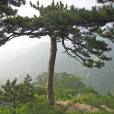 Pinus tabuliformis – Chinese Red Pine