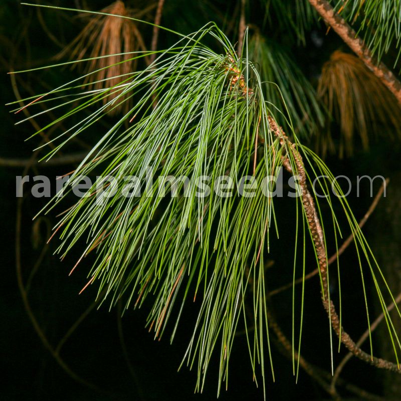 Seeds G 10 Samen  Pinus roxburghii,Kiefer Himalaya