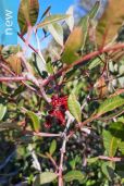 Pistacia lentiscus – Mastic Tree