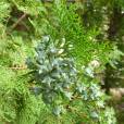 Platycladus orientalis – Oriental Arborvitae