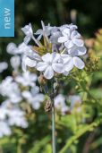 Plumbago auriculata 'Alba' – White Cape Leadwort