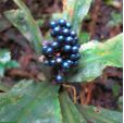 Pollia condensata – Marble Berry