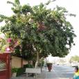Pongamia pinnata – Indian Beech Tree, Honge Tree