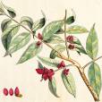 Protium serratum – Indian Red Pear