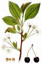 Prunus avium – Wild Cherry