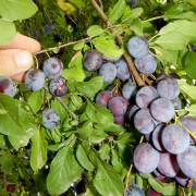 Prunus domestica 'Tart Red-Purple'