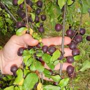 Prunus domestica 'Tiny Purple'