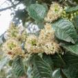 Prunus huantensis – Pandala Cherry
