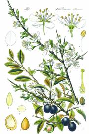Prunus spinosa – Blackthorn, Sloe
