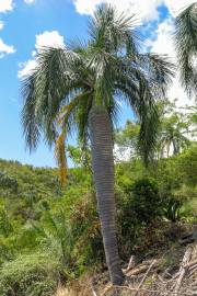 Pseudophoenix vinifera – Hispaniola Wine Palm