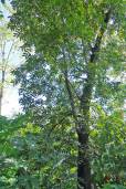 Pterocarpus indicus – Amboyna Wood, Burmese Rosewood