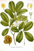 Pterocarpus marsupium – Malabar Kino