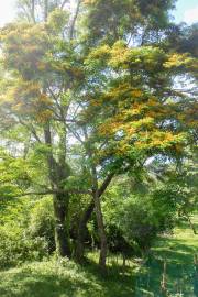 Pterocarpus officinalis – Dragonblood Tree