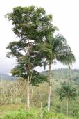 Pterocarpus rohrii – Blood Tree