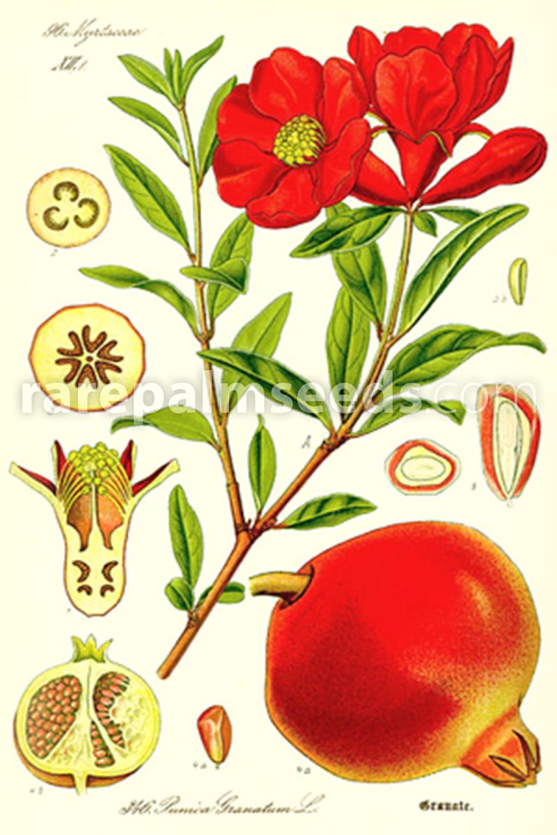 Greek Cretan  Pomegranate Punica granatum *NO GMO* 10 seeds