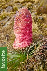 Puya weberiana – Pink Puya, Desert Lantern