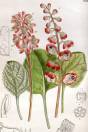 Pyrola asarifolia – Pink Wintergreen