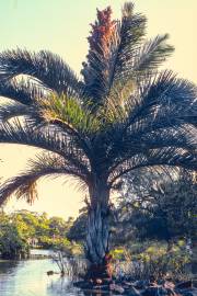 Raphia australis – Kosi Palm