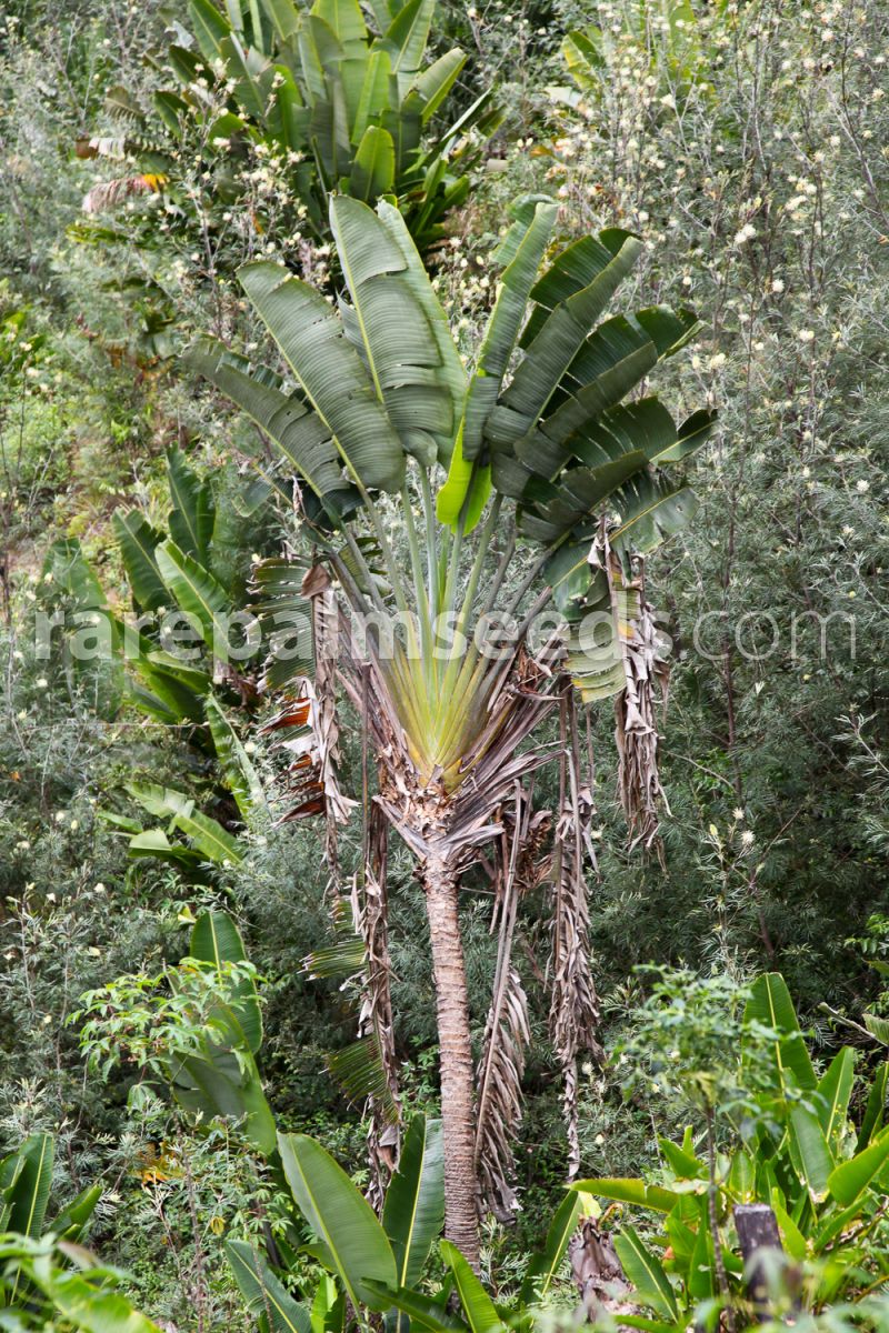 Traveller Palm Ravenala Madagascariensis Bonsai Tropical 2019 Rare 100 PCS Seeds