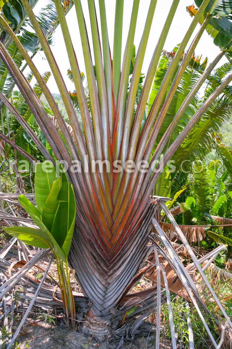 Traveler's Palm Ravenala Madagascariensis Exotic -  Sweden