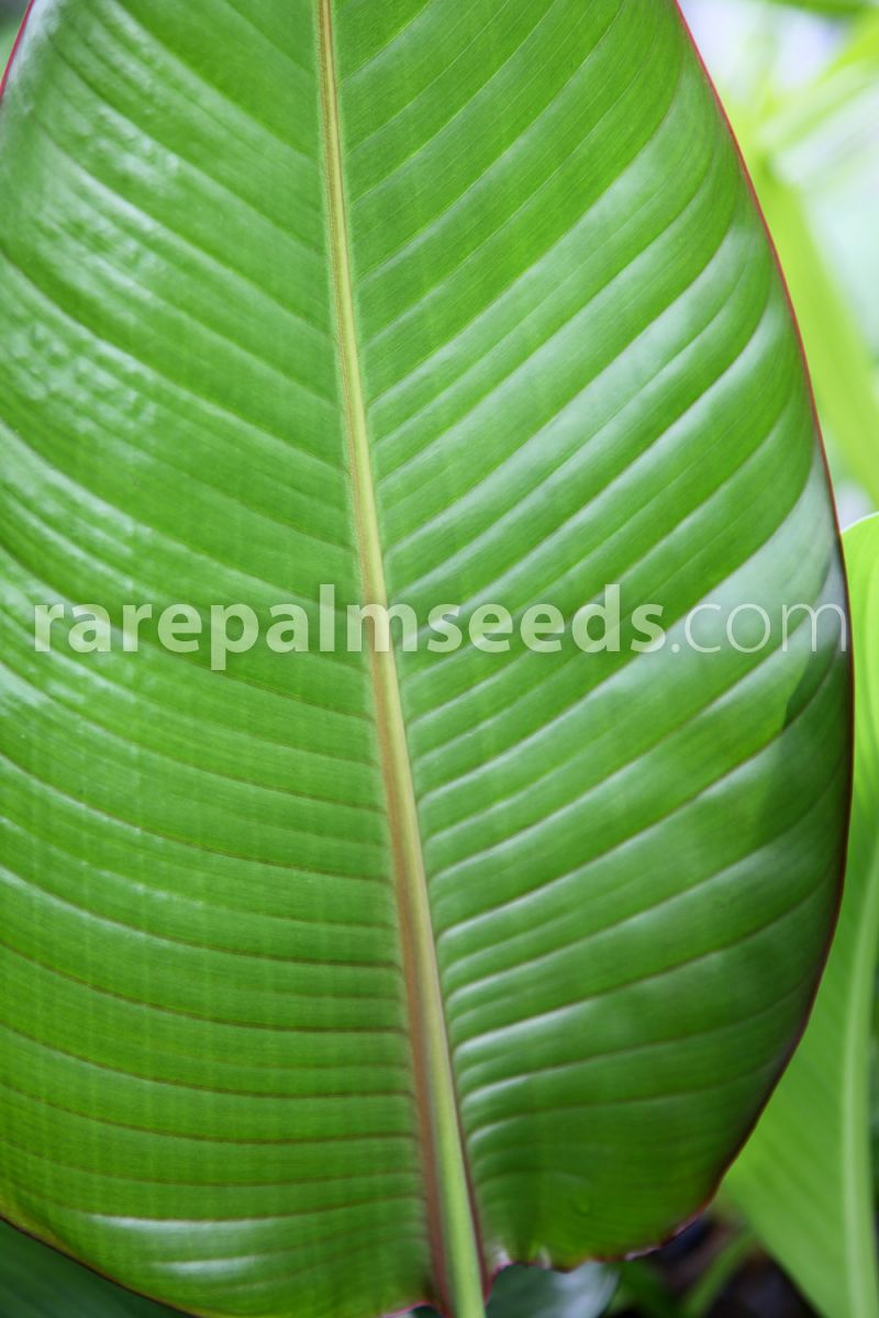 Ravenala sp 50 Seeds Honkondambo RED Traveller's Palm