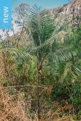 Ravenea glauca 'Isalo' – Sihara Palm