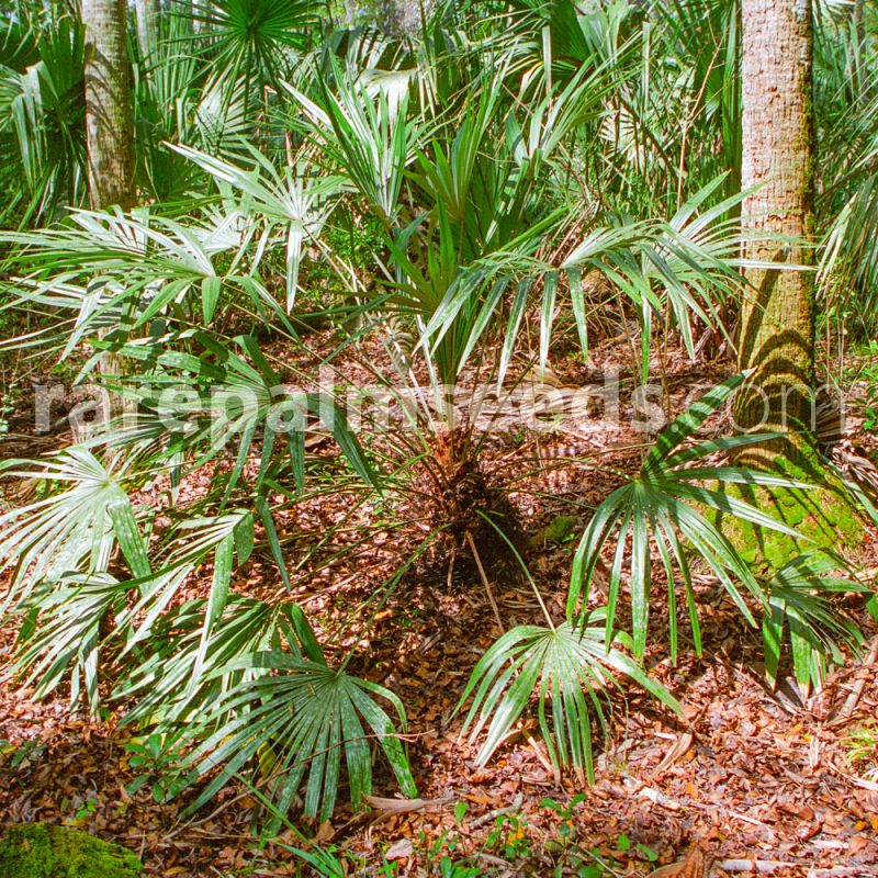 25 Fresh Seeds Needle Palm Cold Hardy Rhapidophyllum Hystrix 