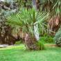 Rhapidophyllum hystrix – Needle Palm