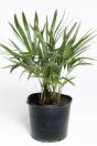 Rhapidophyllum hystrix – Needle Palm