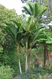 Rhopalostylis baueri var. cheesemanii – Kermadec Palm