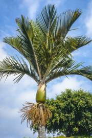 Rhopalostylis sapida 'Auckland' – Nikau Palm