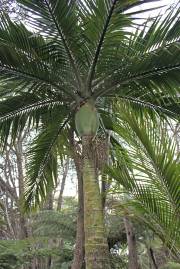 Rhopalostylis sapida 'Great Barrier Island' – Nikau Palm