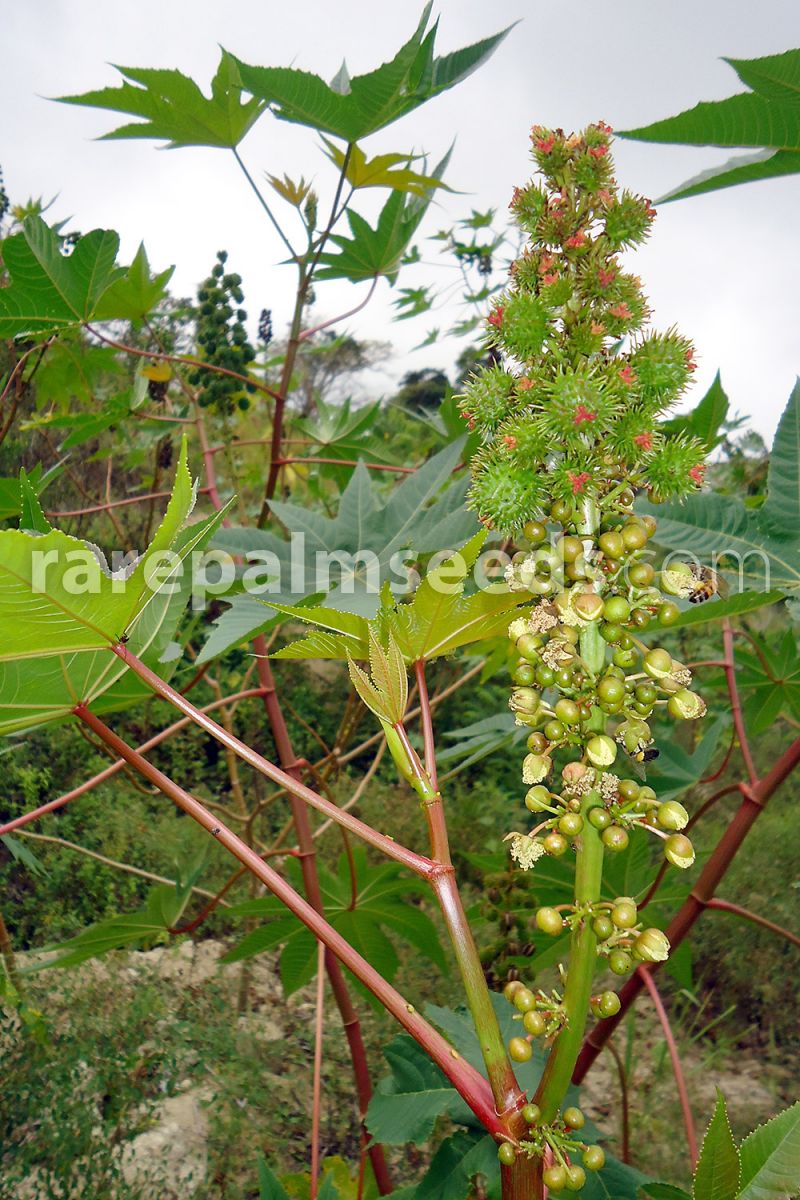 KINGDUO Egrow 100Pcs/Pack Chinese Castor Seeds Ricinus Communis Home Garden Plant