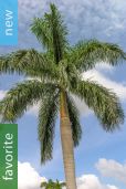 Roystonea regia – Cuban Royal Palm