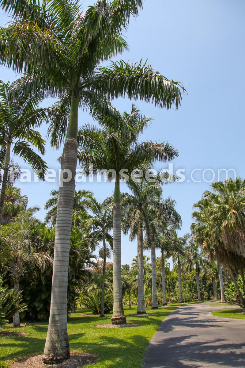 Roystonea Regia CUBAN ROYAL PALM tall tree ornamental palms plant seed 50 seeds 