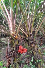 Salacca wallichiana 'Sakum' – Salak Palm, Snakeskin Fruit