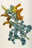 Salvia africana-lutea – Beach Sage
