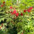 Sambucus racemosa – Red Elderberry