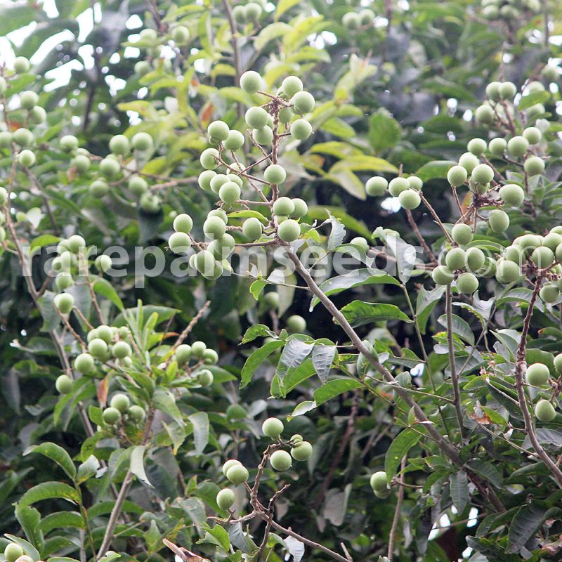 Sapindus trifoliatus Seeds 50 Sapindus emarginata Seeds Soapnut Tree Seeds