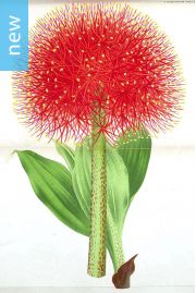 Scadoxus multiflorus – Blood Lily
