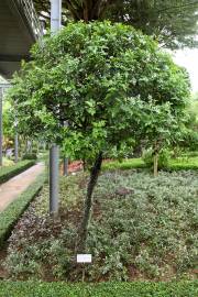 Schinus terebinthifolia – Brazilian Peppertree