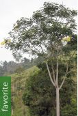 Schizolobium parahyba – Brazilian Firetree