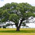 Sclerocarya birrea – Marula Tree