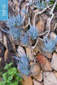 Senecio mandraliscae – Blue Chalksticks