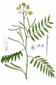 Senna occidentalis – Coffeweed
