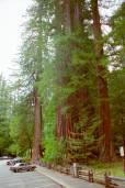 Sequoia sempervirens – Coast Redwood