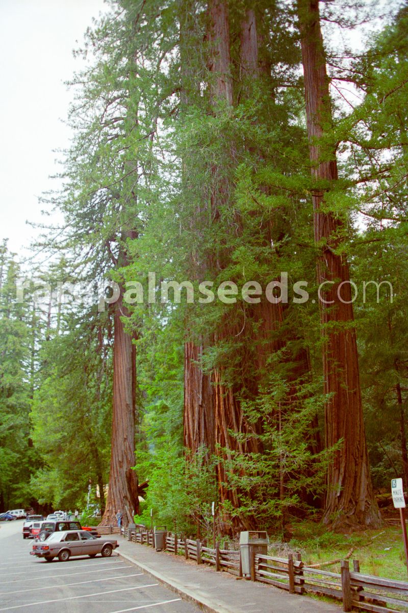 2 Coast Redwood arbres Sequoia sempervirens