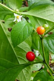 Solanum anguivi – Forest Bitterberry