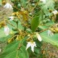 Solanum asperolanatum – Devil's Fig